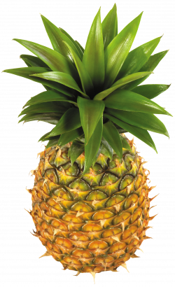 Pineapple Fruit PNG Clipart - Best WEB Clipart