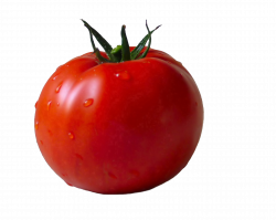 Tomato Sixty-one | Isolated Stock Photo by noBACKS.com