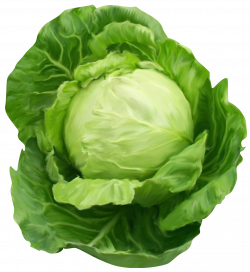 cabbage_PNG8801.png 1,232×1,344 pixels | Vegetables | Pinterest ...