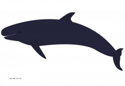 28+ Collection of Whale Clipart No Background | High quality, free ...