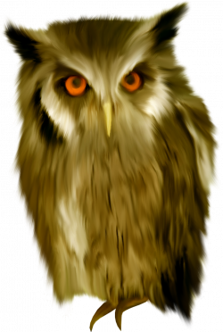 Owls PNG images free download, bird owl PNG
