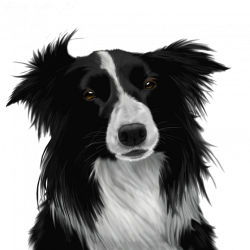 Border Collie PNG Image