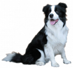 28+ Collection of Border Collie Clipart | High quality, free ...