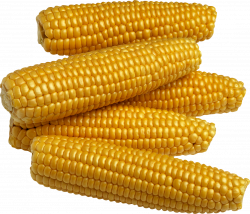 Corn Five | Isolated Stock Photo by noBACKS.com