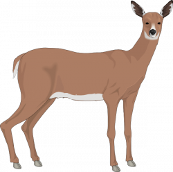 Staring Deer Clip Art at Clker.com - vector clip art online, royalty ...
