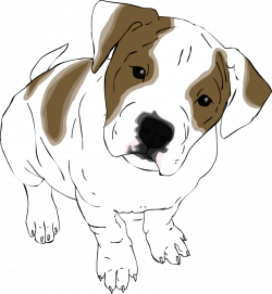 American Bulldog Drawing at GetDrawings.com | Free for personal use ...