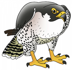 Peregrine falcon clipart clipartfest - Clipartix
