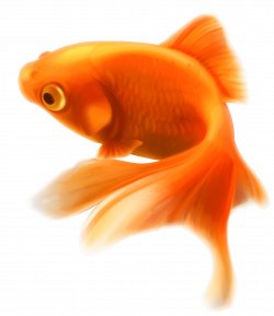 Gold Fish clipart orange fish - Pencil and in color gold fish ...