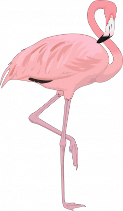 Flamingo free to use clipart 2 - Clipartix