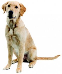 Dog png images | rendering | Pinterest | Dog, Photoshop and Architecture