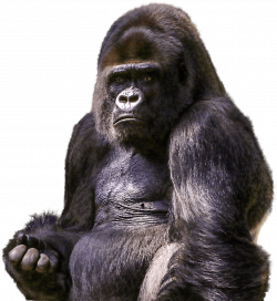 Gorilla Sitting transparent PNG - StickPNG
