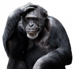 Gorilla PNG Images Transparent Free Download | PNGMart.com