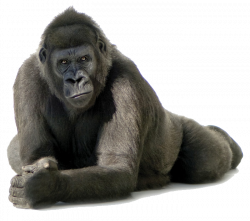 gorilla - Sticker by silver bullet