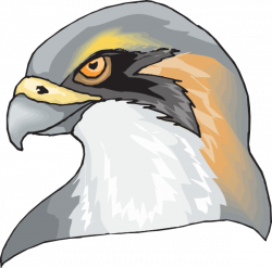 Hawk Head Clip Art at Clker.com - vector clip art online, royalty ...