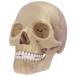 Cranium Model transparent PNG - StickPNG
