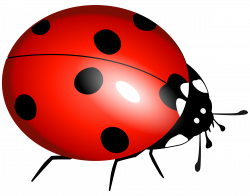 Ladybug One | Isolated Stock Photo by noBACKS.com