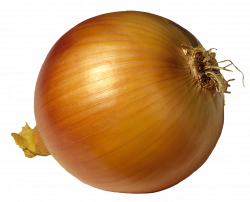 Onion HD PNG Transparent Onion HD.PNG Images. | PlusPNG