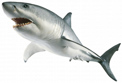 Shark PNG | Great white sharks two | Pinterest | Shark and Clip art