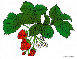 Berry clipart strawberry plant - Pencil and in color berry clipart ...