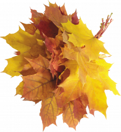 Autumn Leaves PNG Image - PurePNG | Free transparent CC0 PNG Image ...