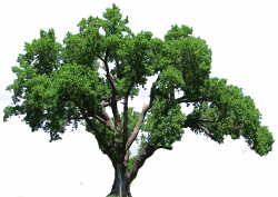 Oak Tree Clipart - Clipart Kid | envirmental energy | Pinterest ...