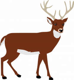 Clipart - Male Deer