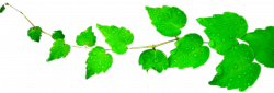 Leaves Clipart PNG by BrielleFantasy on DeviantArt