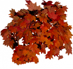 Fall Leaves Clip Art by WDWParksGal-Stock on DeviantArt
