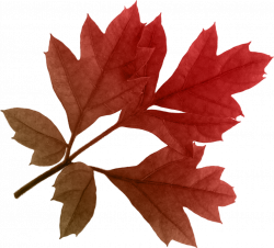 Autumn Leaves PNG Image - PurePNG | Free transparent CC0 PNG Image ...