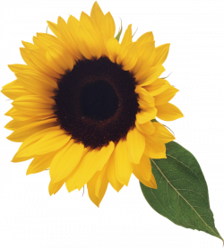 Sunflower with Leaf Clipart | Gallery Yopriceville - High-Quality ...
