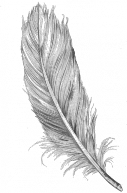 Image - Feather-clipart-tumblr-transparent-1.png | Animal Jam Clans ...