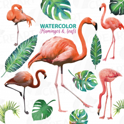 Watercolor Flamingos Clipart with water | Design Bundles