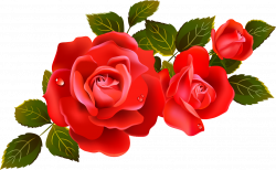Large Red Roses Clipart Element | Gallery Yopriceville - High ...