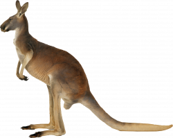 Kangaroo PNG images free download