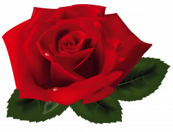 Red Rose PNG Clipart | Gallery Yopriceville - High-Quality Images ...