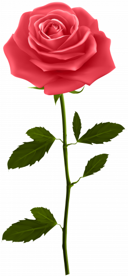 Red Rose with Stem PNG Clip Art | Gallery Yopriceville - High ...