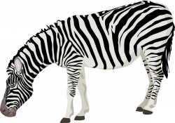 Zebra Icons PNG - Free PNG and Icons Downloads
