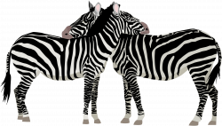 Clipart - Zebras