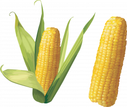 Corn Twenty-three | Isolated Stock Photo by noBACKS.com