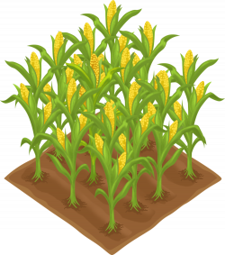 28+ Collection of Corn Crop Clipart | High quality, free cliparts ...