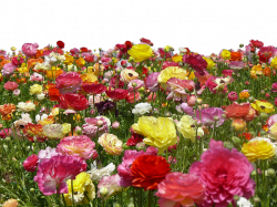 Flower Farm PNG File - Use Anywhere by TheArtist100 on DeviantArt