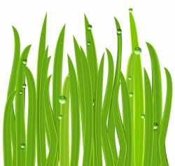 Grass Decor PNG Clipart Image | Spring clip | Pinterest | Clipart ...