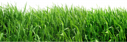 Grass PNG Clipart Picture | Gallery Yopriceville - High-Quality ...