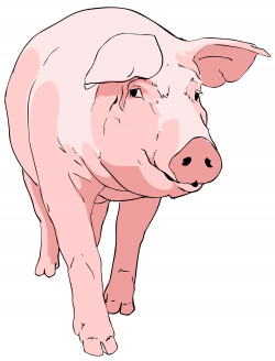 28+ Collection of Animal Farm Pig Drawing | High quality, free ...