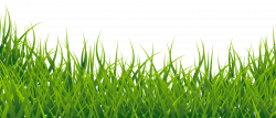 picture of a grass | Adsleaf.com
