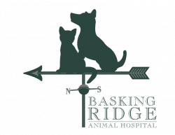 Basking Ridge Animal Hospital - The Best Basking Ridge Veterinarian