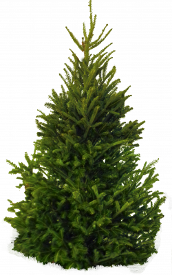 Fraser Fir best Natural Christmas Tree- 7-8 Ft Height |