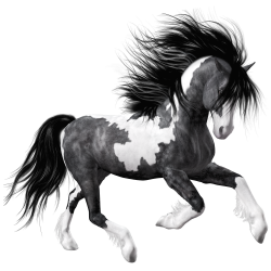 White Black Horse PNG Clipart Picture | Pictures | Pinterest | Black ...