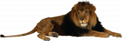 Lion PNG image clipart #42281 - Free Icons and PNG Backgrounds