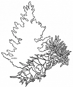Fir Tree Drawing at GetDrawings.com | Free for personal use Fir Tree ...